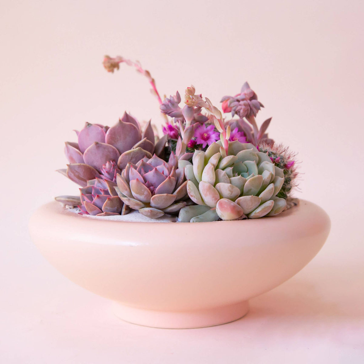 Birdie Bowl - Petal Pink, 6.25"