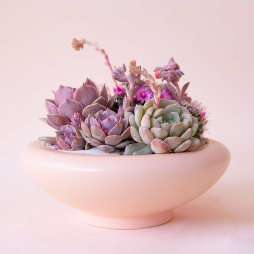 Birdie Bowl - Petal Pink, 6.25"