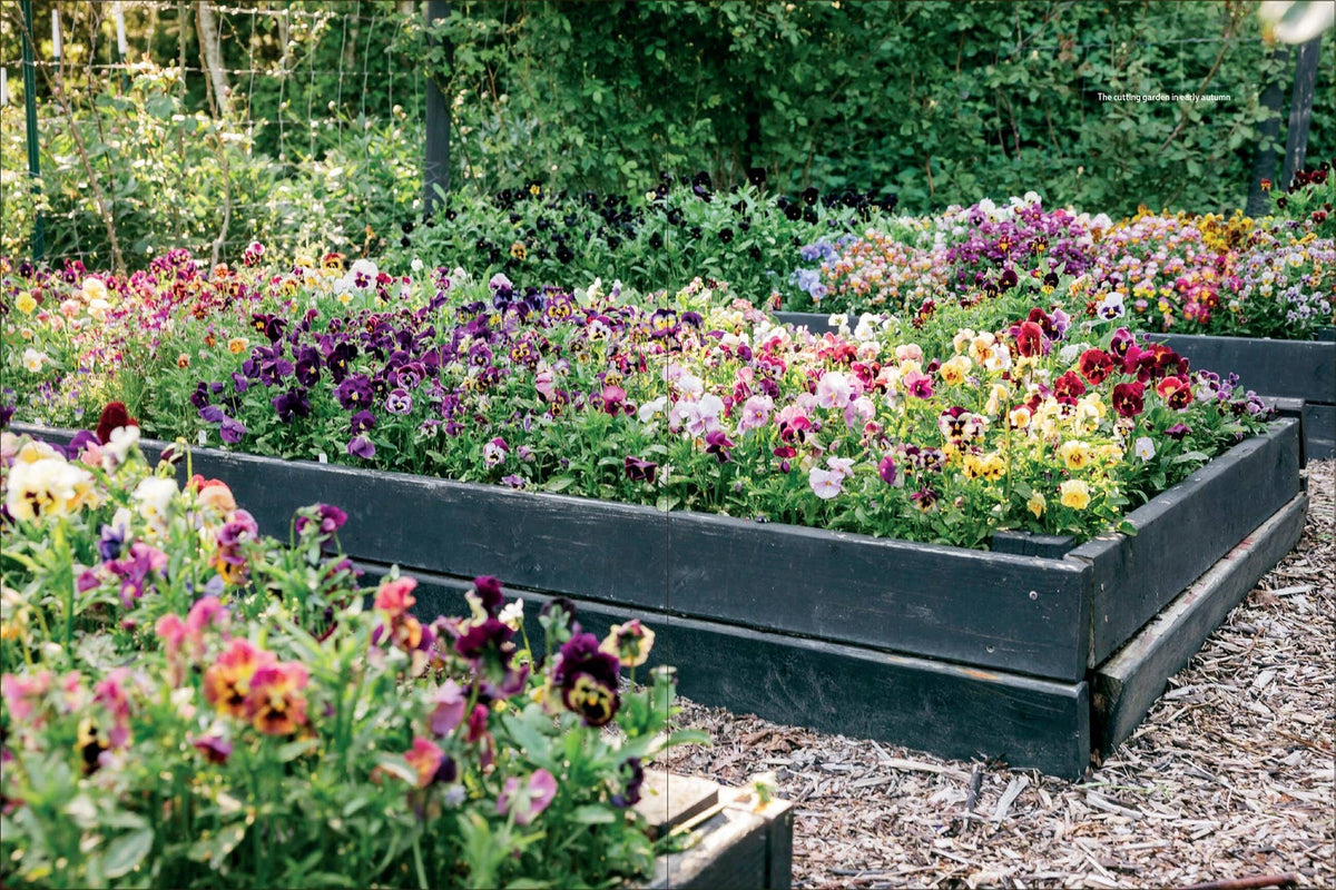Pansies - Hardcover