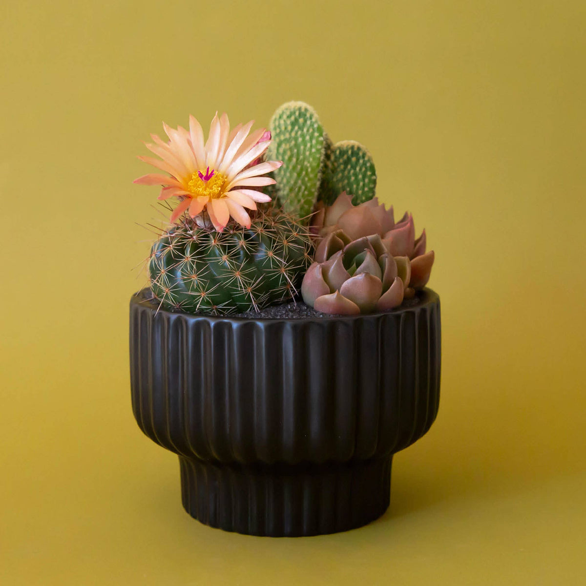 Presley Pedestal Planter - Black, 4.5"