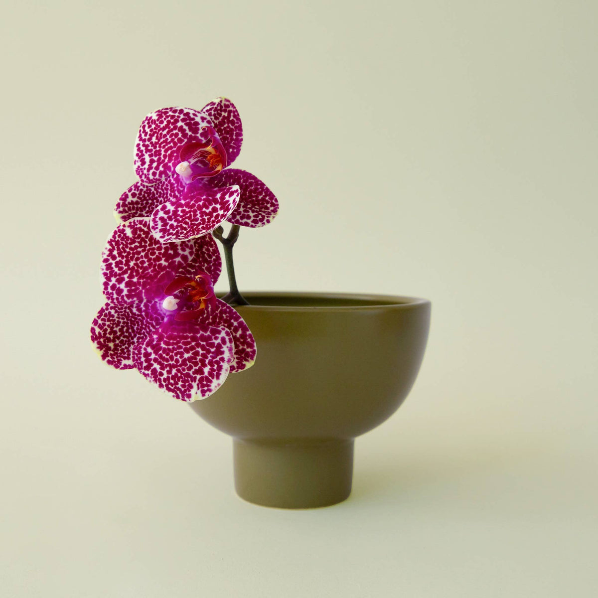 Crosby Compote - Olive, 8"