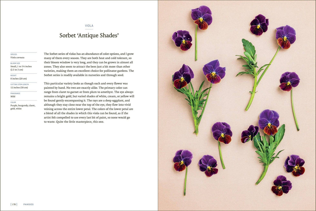 Pansies - Hardcover