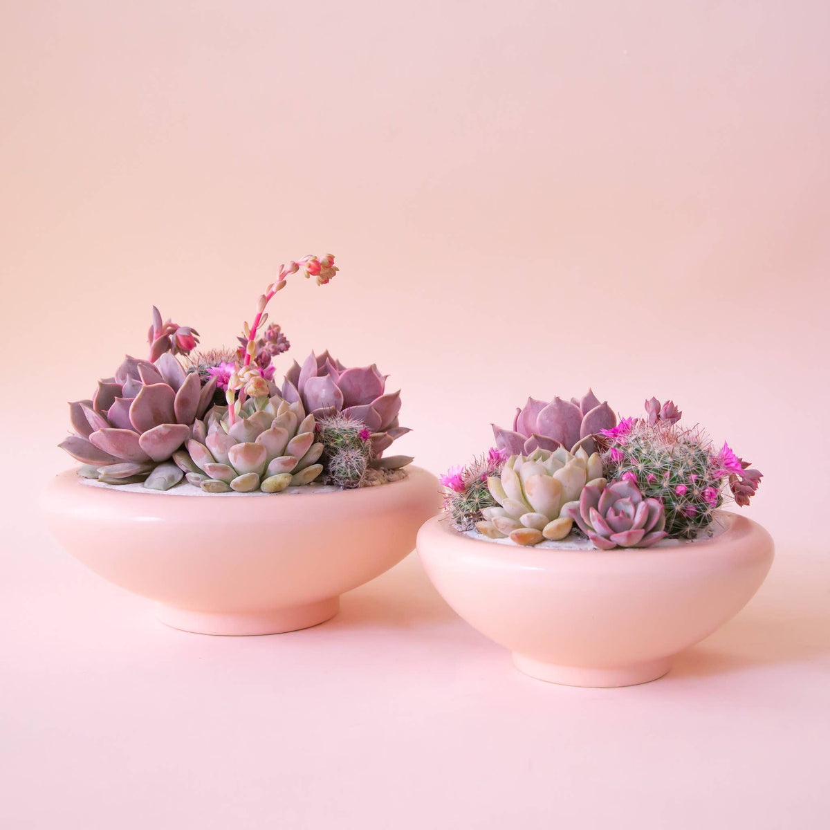 Birdie Bowl - Petal Pink, 8.25"